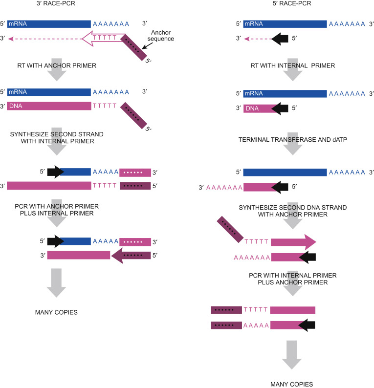 Rapid Amplification of cDNA Ends