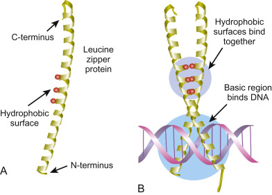 DNA Binding