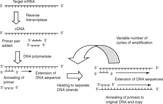Quantitative Reverse Transcription Polymerase Chain Reaction