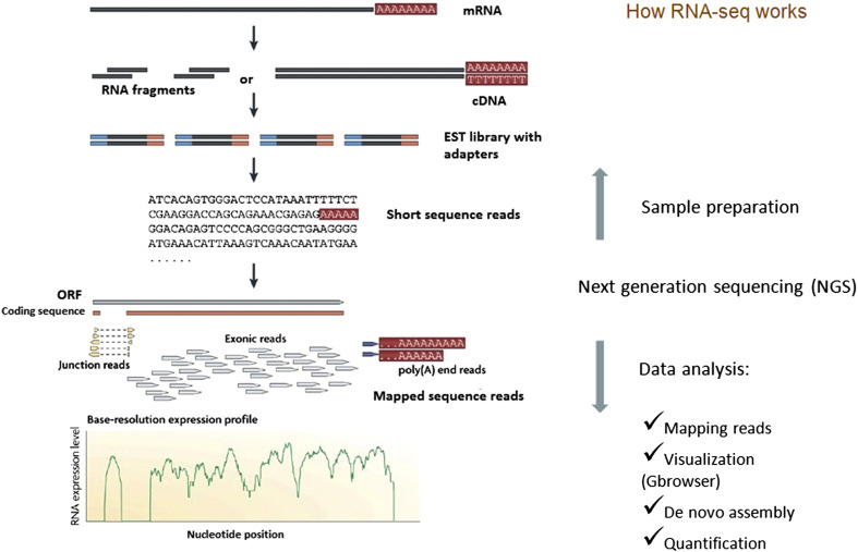 RNA-Seq
