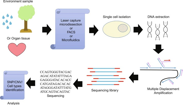 Single-Cell Sequencing