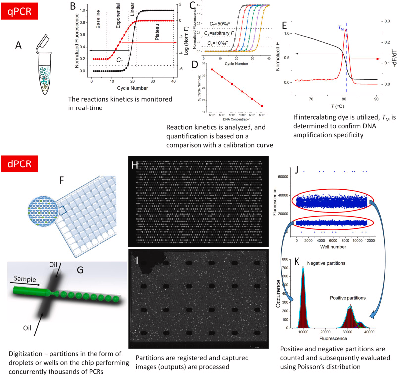 Quantitative or digital PCR? A comparative analysis for choosing the optimal one for biosensing applications